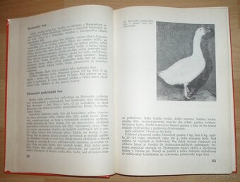 Najvýkonnejšie plemená a typy hydiny - 7