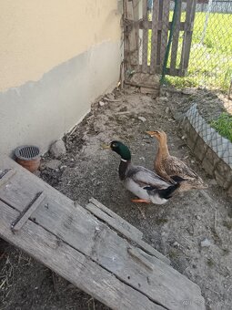 Ruánske kačiatka - 7
