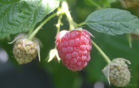 Maliny - žlté, oranžové, červené, fialové, čierne - 7