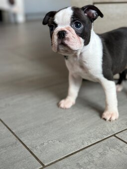 Boston Terrier - 7