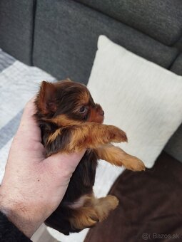 Yorksirsky terrier, Yorkshire teriér, Čoko York - 7