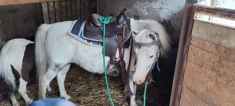 Predám 8 mesačnú kobylku poníka - 7