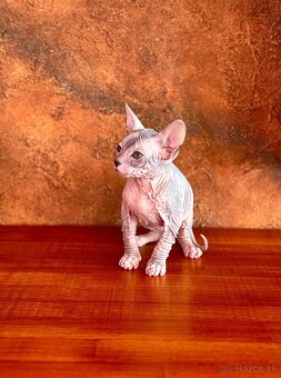Don Sphynx s PP - 7