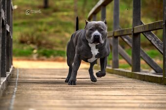 American Bully XL - krytí - 7