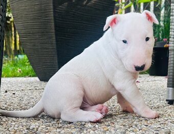 Bullterrier, Bullterier, Bulterier - 7