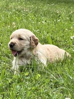 Čistokrvné šteniatko zlatý retriever, psík - 7
