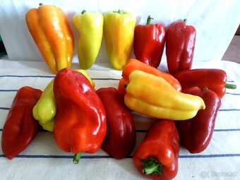 Domáca paprika bez použitia chemických "PREDANE" - 7