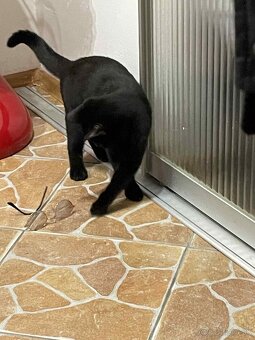 Darujem kocúrika - 7