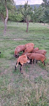 Predam kamerunske ovce. - 7