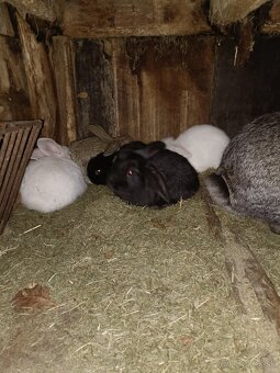 Predám králiky - 7