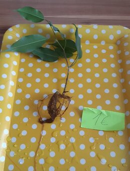 Zakorenené izbove rastliny - 7