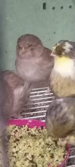 Kanariky Norwich - 7