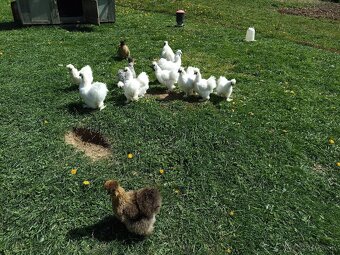 Predám nasadove vajíčka hodvabnicky - 7