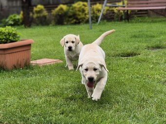 Labrador s PP - 7
