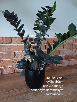 Izbové rastliny NOVÉ PRIDANÉ - 7