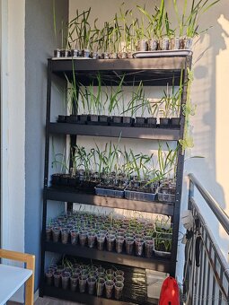 Palma Trachycarpus Fortunei - sadenice - 7