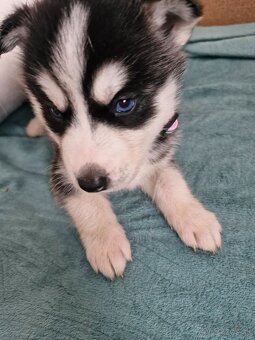 Šteniatka sibirsky husky - 7