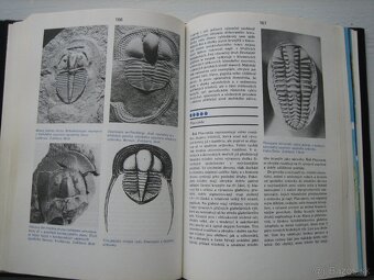 Skameneliny fosílie. - 7