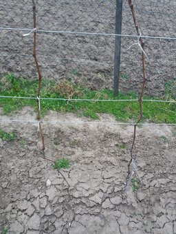 Predam sadenice vinica - 7