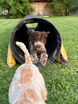 Lagotto romagnoli s PP - 7
