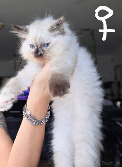 Mačiatka Ragdoll - 7