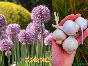 Okrasný cesnak 13 druhov od 0.15€ - 7