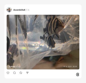 potamotrygon+mix - 7
