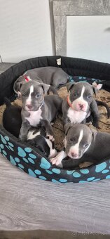 Americký Staford modrý - 7