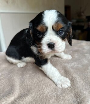 Cavalier - 7