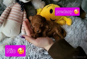 Pudel pudlik Mini toy Red ❤️ - 7