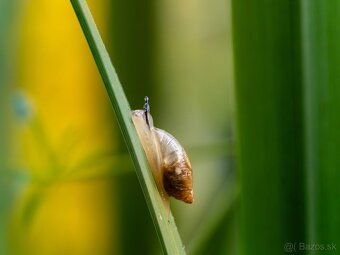 OM-D E-M1 Mark III - 7