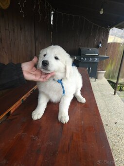 Slovenský čuvač - 7