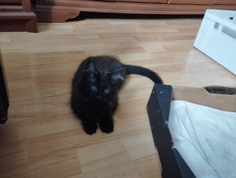 Mainská mývalia,MCO - 7