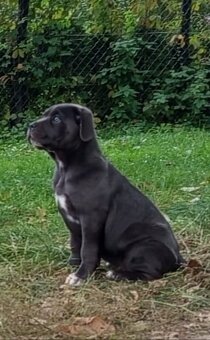 Cane Corso - 7