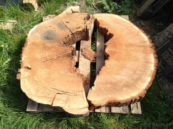 XXL DUBOVE KOLACE NA EPOXID 100 cm priemer. - 7