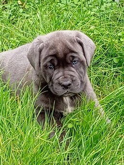 Cane Corso - 7