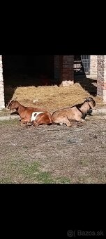 Anglonubijska koza a cap - 7