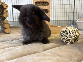 Ponúkame na rezerváciu minilop zajačikov, králičkov, zajacov - 7