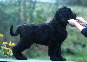 Čierny ruský teriér, šteňa, pes - 7