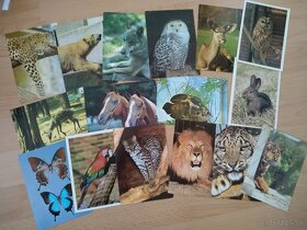 Pohľadnice - zvieratká, gratulačné, retro, vianočné, puzzle - 7
