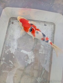 Koi kapre - 7