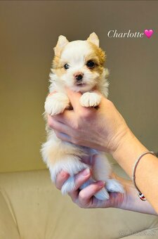 Golddust s PP, Yorkshire s PP, York - 7