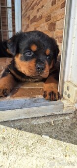 Steniatka rottweilera,rotvajlera,rtw,rotty s PP - 7