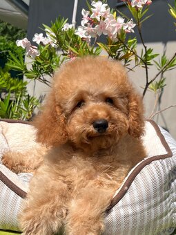 Pudel, pudla, poodle Puppy - 7
