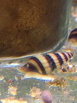 Skalare mramorové-Platy-živorodky-Ampularie - 7