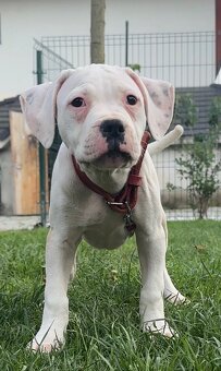 Americky buldog s pp - 7