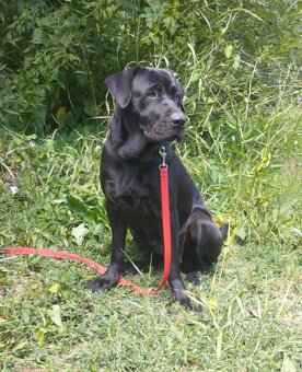 Darujem veselú rodinnú sučku Auru - mix labrador - 7