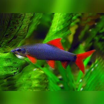 Akvárium s príslušenstvom - 7