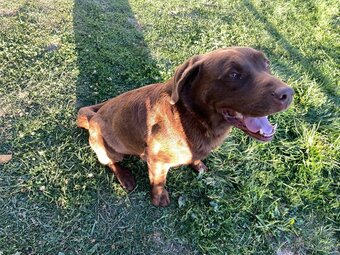 Labrador šteniatka - 7