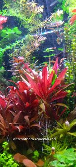 Akvarijne rastlinky z prestrihu - 7